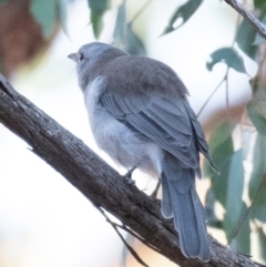 Colluricincla harmonica at Chiltern-Mt Pilot National Park - 25 Feb 2024 07:20 AM