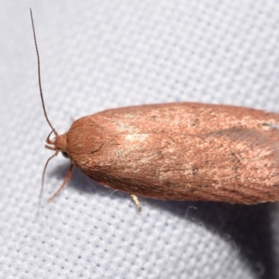 Chezala privatella (A Concealer moth) at Jerrabomberra, NSW - 28 Feb 2024 by DianneClarke