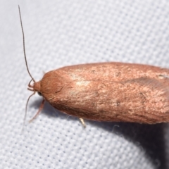 Chezala privatella (A Concealer moth) at QPRC LGA - 28 Feb 2024 by DianneClarke
