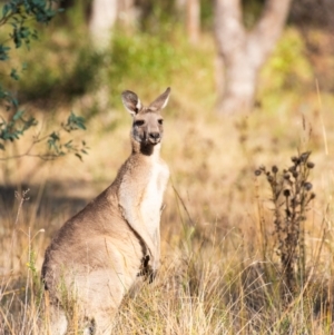 Macropus giganteus at Chiltern, VIC - 24 Feb 2024