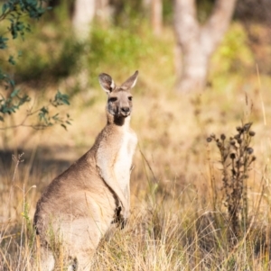 Macropus giganteus at Chiltern, VIC - 24 Feb 2024 07:57 AM