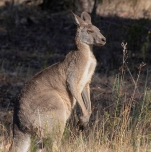 Macropus giganteus at Chiltern, VIC - 24 Feb 2024 07:57 AM