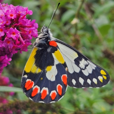 Delias aganippe (Spotted Jezebel) at QPRC LGA - 29 Feb 2024 by MatthewFrawley