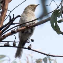 Ptilotula fusca (Fuscous Honeyeater) at Chiltern, VIC - 22 Feb 2024 by Petesteamer