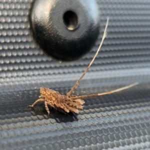 Fulgoroidea sp. (superfamily) at Macquarie, ACT - 1 Mar 2024