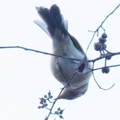 Ptilotula fusca (Fuscous Honeyeater) at Chiltern, VIC - 23 Feb 2024 by Petesteamer