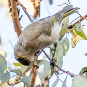 Ptilotula fusca at Chiltern-Mt Pilot National Park - 24 Feb 2024