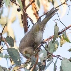 Ptilotula fusca at Chiltern-Mt Pilot National Park - 24 Feb 2024 06:50 AM