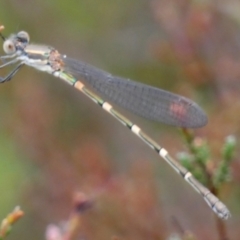 Austrolestes leda at QPRC LGA - 27 Feb 2024