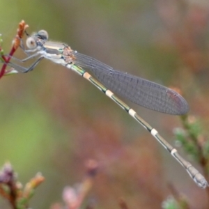 Austrolestes leda at QPRC LGA - 27 Feb 2024