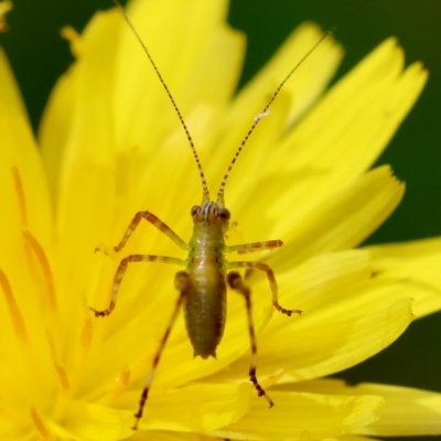 Caedicia simplex (Common Garden Katydid) at Mongarlowe River - 28 Feb 2024 by LisaH