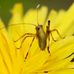 Caedicia simplex at QPRC LGA - 29 Feb 2024