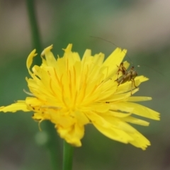 Caedicia simplex at QPRC LGA - 29 Feb 2024