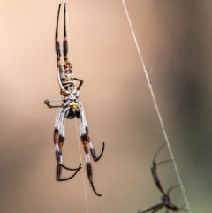 Unidentified Orb-weaving spider (several families) at Chiltern Valley, VIC - 23 Feb 2024 by Petesteamer