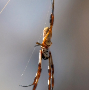 Trichonephila edulis at Chiltern Valley, VIC - 24 Feb 2024 10:06 AM