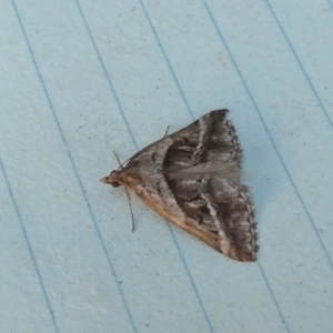 Dichromodes stilbiata at QPRC LGA - 28 Feb 2024