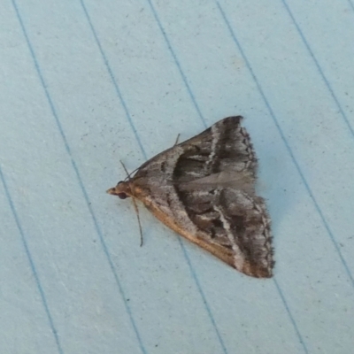 Dichromodes stilbiata (White-barred Heath Moth) at Boro - 27 Feb 2024 by Paul4K