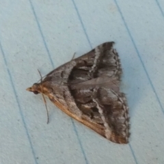 Dichromodes stilbiata at QPRC LGA - 28 Feb 2024