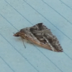 Dichromodes stilbiata at QPRC LGA - 28 Feb 2024