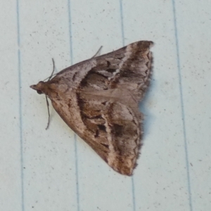 Dichromodes stilbiata at QPRC LGA - 28 Feb 2024