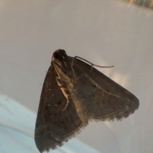 Dichromodes stilbiata at QPRC LGA - 28 Feb 2024