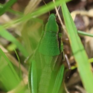 Praxibulus eurobodallae at QPRC LGA - suppressed