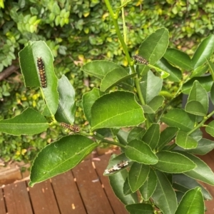 Papilio anactus at Cook, ACT - 29 Feb 2024 04:44 PM