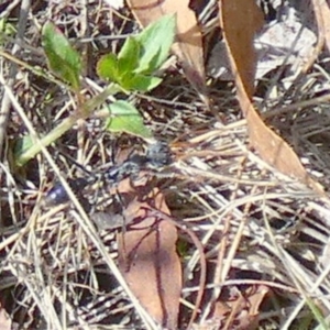 Myrmecia sp. (genus) at QPRC LGA - 28 Feb 2024