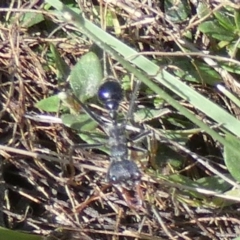 Myrmecia sp. (genus) at QPRC LGA - 28 Feb 2024