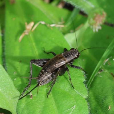 Bobilla sp. (genus) (A Small field cricket) at Mongarlowe River - 29 Feb 2024 by LisaH