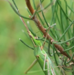 Acrida conica (Giant green slantface) at Mongarlowe, NSW - 29 Feb 2024 by LisaH