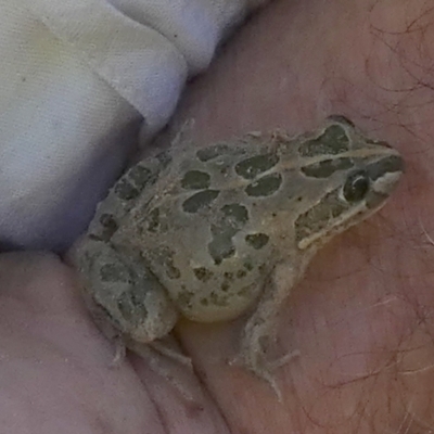Limnodynastes tasmaniensis (Spotted Grass Frog) at QPRC LGA - 27 Feb 2024 by Paul4K