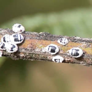 Melanococcus albizziae at Dawson Street Gardens - 29 Feb 2024 08:29 AM