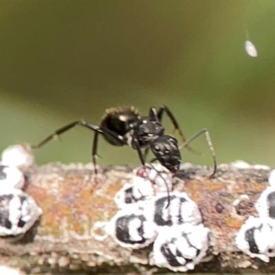 Camponotus aeneopilosus (A Golden-tailed sugar ant) at Curtin, ACT - 28 Feb 2024 by Hejor1