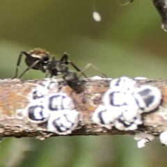 Camponotus aeneopilosus at Dawson Street Gardens - 29 Feb 2024 08:29 AM