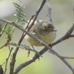 Acanthiza reguloides (Buff-rumped Thornbill) at QPRC LGA - 28 Feb 2024 by Paul4K