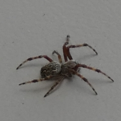Unidentified Spider (Araneae) at QPRC LGA - 28 Feb 2024 by Paul4K