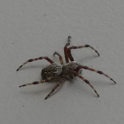 Unidentified Spider (Araneae) at QPRC LGA - 28 Feb 2024 by Paul4K