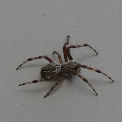 Unidentified Spider (Araneae) at Boro - 28 Feb 2024 by Paul4K