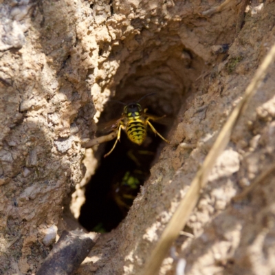 Vespula germanica (European Wasp, German Yellowjacket Wasp) at Namadgi National Park - 28 Feb 2024 by KorinneM