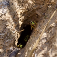 Vespula germanica at Namadgi National Park - 28 Feb 2024 12:02 PM