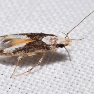 Trachydora pygaea (A Gelechioid moth) at QPRC LGA - 28 Feb 2024 by DianneClarke