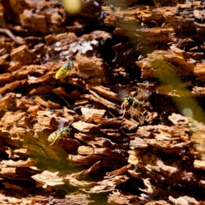 Vespula germanica at Namadgi National Park - 28 Feb 2024