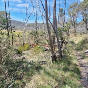 Vespula germanica at Namadgi National Park - 28 Feb 2024