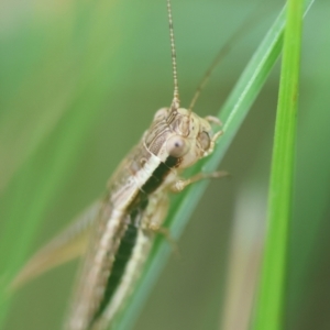 Merrinella tandanya at QPRC LGA - suppressed