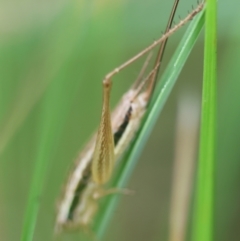 Merrinella tandanya at QPRC LGA - suppressed