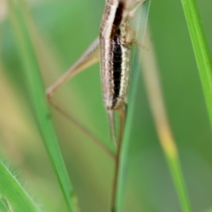 Merrinella tandanya at QPRC LGA - suppressed