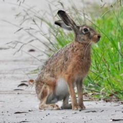 Lepus capensis (Brown Hare) at Burradoo, NSW - 27 Feb 2024 by GlossyGal