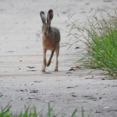 Lepus capensis at Wingecarribee Local Government Area - 27 Feb 2024 07:19 PM