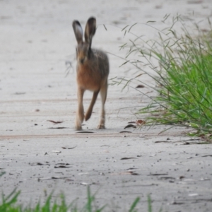 Lepus capensis at Wingecarribee Local Government Area - 27 Feb 2024 07:19 PM
